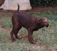 RFBF3, a female Chesapeake Bay Retriever for sale in Scottsville, KY – 5 of 8