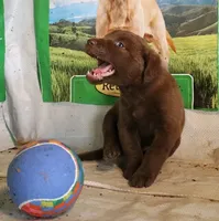 RFAM2, a male Chesapeake Bay Retriever for sale in Scottsville, KY – 3 of 5