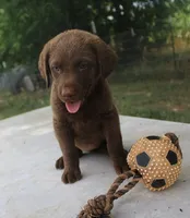 RFKF2, a female Chesapeake Bay Retriever for sale in Scottsville, KY – 4 of 8
