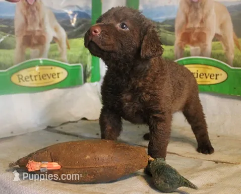 RFKF2 – Chesapeake Bay Retriever puppy for sale in Scottsville, KY