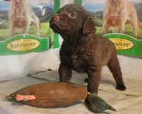 RFKF2, a female Chesapeake Bay Retriever for sale in Scottsville, KY – 5 of 8