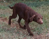 RFBF3, a female Chesapeake Bay Retriever for sale in Scottsville, KY – 6 of 8