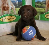 RFAF6, a female Chesapeake Bay Retriever for sale in Scottsville, KY – 4 of 5