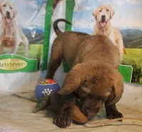 RFBF8, a female Chesapeake Bay Retriever for sale in Scottsville, KY – 5 of 5