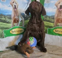 RFBF6, a female Chesapeake Bay Retriever for sale in Scottsville, KY – 4 of 4