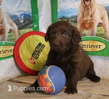 RFZF4 – Chesapeake Bay Retriever puppy for sale in Scottsville, KY