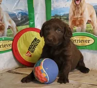 RFZF4, a female Chesapeake Bay Retriever for sale in Scottsville, KY – 1 of 6