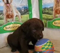 RFAM3, a male Chesapeake Bay Retriever for sale in Scottsville, KY – 3 of 6