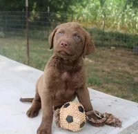 RFKM2, a male Chesapeake Bay Retriever for sale in Scottsville, KY – 1 of 8