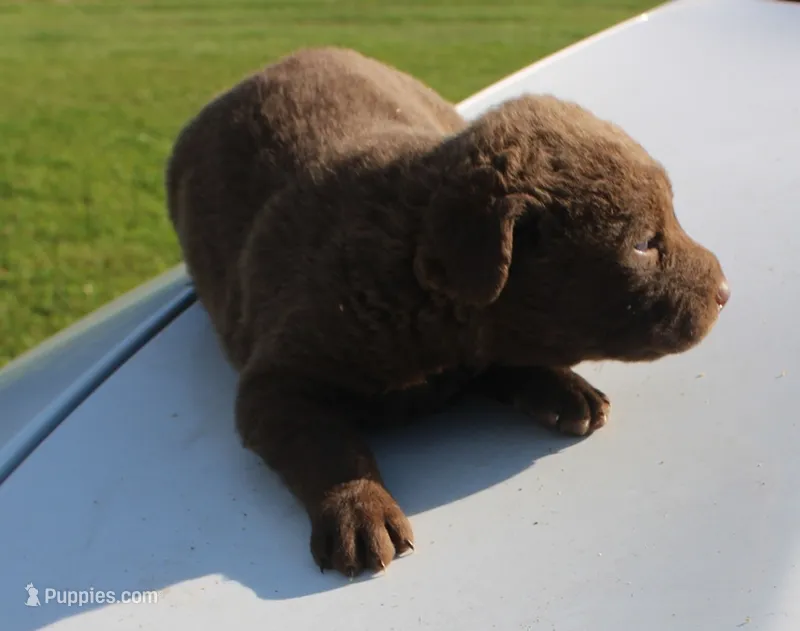 RFKF4 – Chesapeake Bay Retriever puppy for sale in Scottsville, KY
