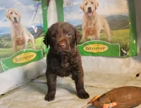 RFKF2, a female Chesapeake Bay Retriever for sale in Scottsville, KY – 6 of 8