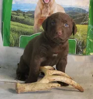 RFPF0, a female Chesapeake Bay Retriever for sale in Scottsville, KY – Photo 2 of 6