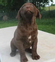 RFPF0, a female Chesapeake Bay Retriever for sale in Scottsville, KY – 7 of 8