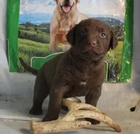 RFPF0, a female Chesapeake Bay Retriever for sale in Scottsville, KY – Photo 5 of 6