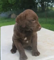 RFPF0, a female Chesapeake Bay Retriever for sale in Scottsville, KY – 6 of 8