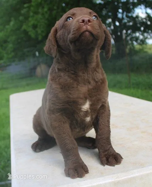 RFPF0 – Chesapeake Bay Retriever puppy for sale in Scottsville, KY