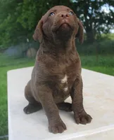 RFPF0, a female Chesapeake Bay Retriever for sale in Scottsville, KY – 5 of 8