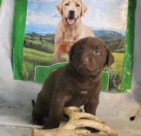 RFPF0, a female Chesapeake Bay Retriever for sale in Scottsville, KY – Photo 6 of 6