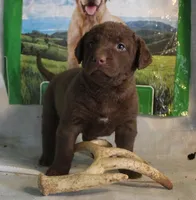RFPF0, a female Chesapeake Bay Retriever for sale in Scottsville, KY – Photo 1 of 6