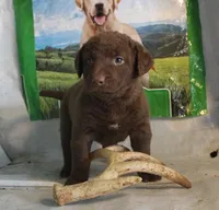 RFPF0, a female Chesapeake Bay Retriever for sale in Scottsville, KY – Photo 4 of 6