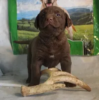RFPF0, a female Chesapeake Bay Retriever for sale in Scottsville, KY – Photo 3 of 6