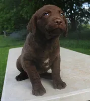 RFPF0, a female Chesapeake Bay Retriever for sale in Scottsville, KY – 8 of 8