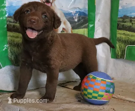 RFAF4 – Chesapeake Bay Retriever puppy for sale in Scottsville, KY