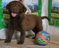 RFAF4, a female Chesapeake Bay Retriever for sale in Scottsville, KY – 1 of 5
