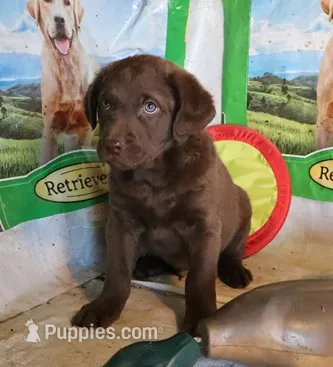 RFZM3 – Chesapeake Bay Retriever puppy for sale in Scottsville, KY