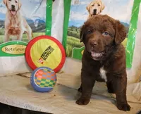 RFZF1, a female Chesapeake Bay Retriever for sale in Scottsville, KY – 2 of 9