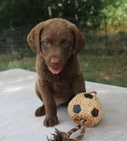 RFKF2, a female Chesapeake Bay Retriever for sale in Scottsville, KY – 3 of 8