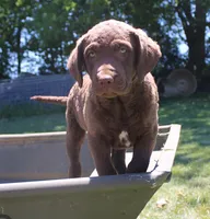 RFPF0, a female Chesapeake Bay Retriever for sale in Scottsville, KY – 4 of 8