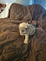 Baxter, a male Brussels Griffon for sale in New Lexington, OH – 2 of 7