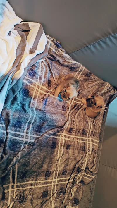 Baxter, a male Brussels Griffon for sale in New Lexington, OH – 6 of 7