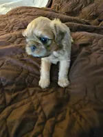 Beatrice , a female Brussels Griffon for sale in New Lexington, OH – 4 of 6