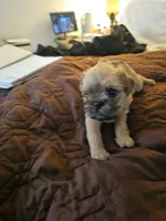 Beatrice , a female Brussels Griffon for sale in New Lexington, OH – 3 of 6