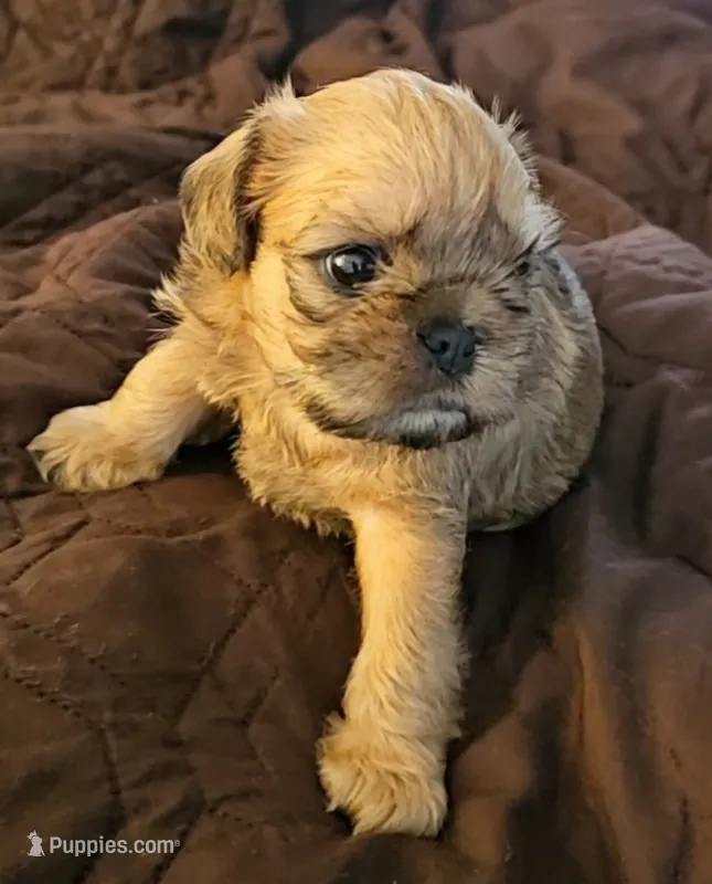 Baxter – Brussels Griffon puppy for sale in New Lexington, OH