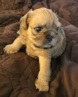 Baxter, a male Brussels Griffon for sale in New Lexington, OH – 1 of 7