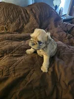 Baxter, a male Brussels Griffon for sale in New Lexington, OH – 3 of 7