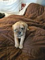 Beatrice , a female Brussels Griffon for sale in New Lexington, OH – 5 of 6
