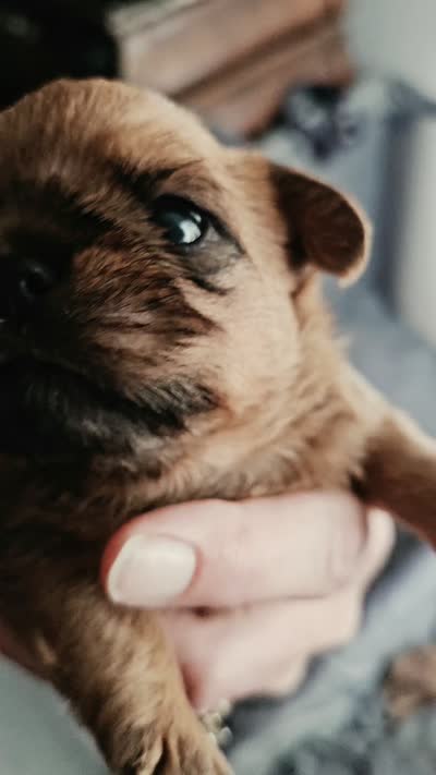 Beatrice , a female Brussels Griffon for sale in New Lexington, OH – 6 of 6
