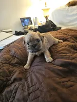 Beatrice , a female Brussels Griffon for sale in New Lexington, OH – 2 of 6