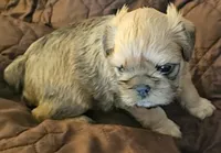 Baxter, a male Brussels Griffon for sale in New Lexington, OH – 4 of 7