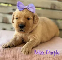 Clifty Creek Goldens , a female Golden Retriever for sale in Big Clifty, KY – 2 of 9