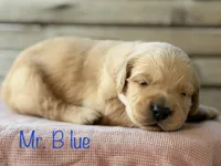 Clifty Creek Goldens , a female Golden Retriever for sale in Big Clifty, KY – 3 of 9