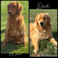 Clifty Creek Goldens , a female Golden Retriever for sale in Big Clifty, KY – 9 of 9