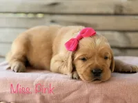 Clifty Creek Goldens , a female Golden Retriever for sale in Big Clifty, KY – 7 of 9