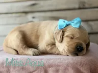 Clifty Creek Goldens , a female Golden Retriever for sale in Big Clifty, KY – 4 of 9