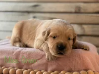 Clifty Creek Goldens , a female Golden Retriever for sale in Big Clifty, KY – 5 of 9