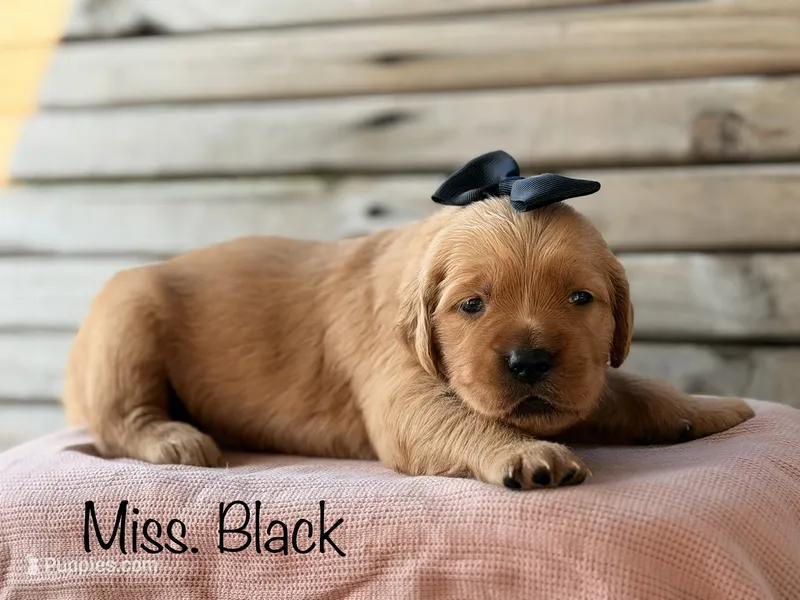 Clifty Creek Goldens  – Golden Retriever puppy for sale in Big Clifty, KY